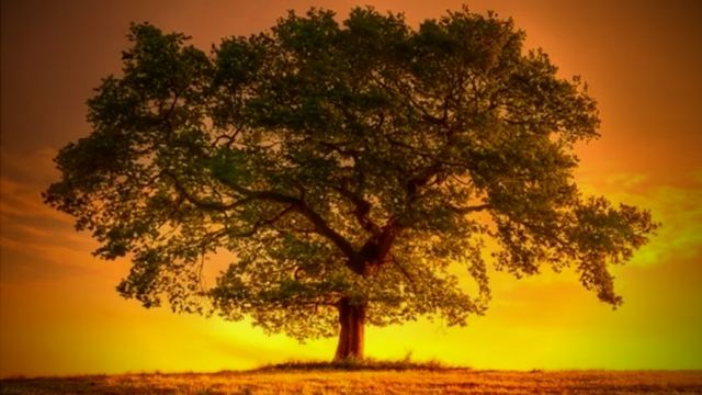 Uma bela árvore à luz do entardecer